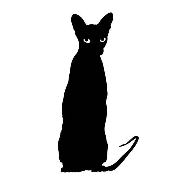 Silhouette Chat Assis Sphynx Sur Fond Blanc — Image vectorielle