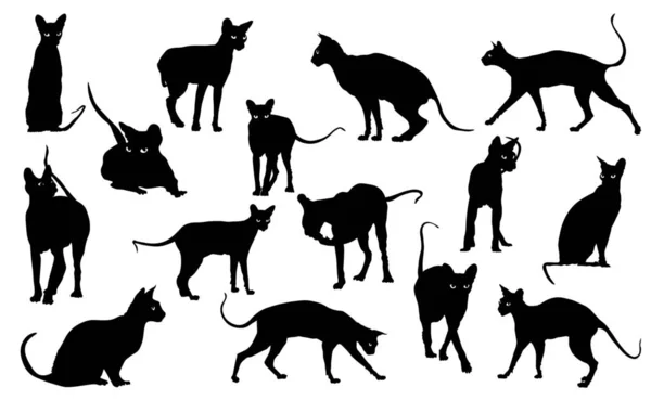 Silhouettes Nombreux Chats Sphynx Sur Fond Blanc — Image vectorielle