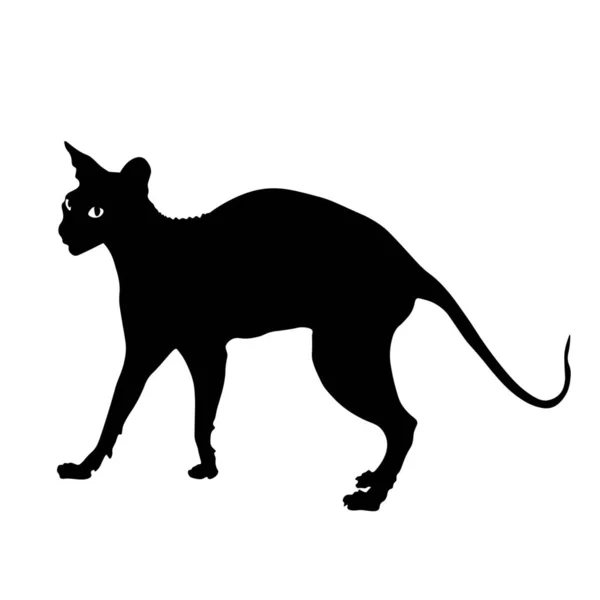 Silhouette Chat Drôle Sphynx Sur Fond Blanc — Image vectorielle