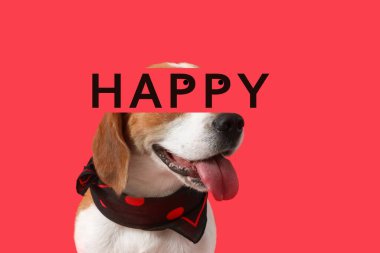 Tatlı Beagle köpeği ve kırmızı arka planda 