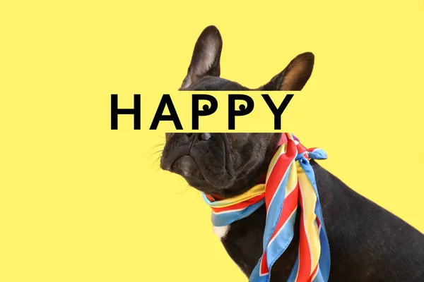 Carino Boston Terrier Cane Parola Happy Sfondo Giallo — Foto Stock
