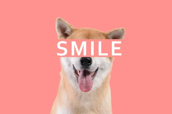 Lindo Perro Akita Inu Palabra Smile Sobre Fondo Rosa — Foto de Stock
