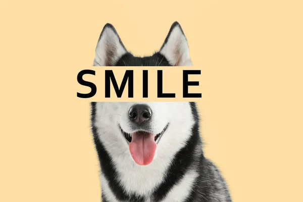 Чарівна Хаскі Собака Слово Smile Бежевому Фоні — стокове фото