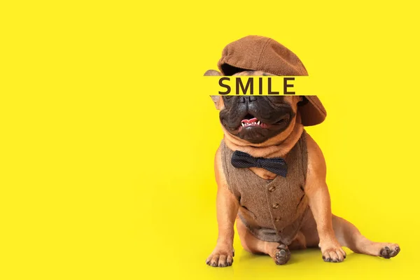 Bulldog Bonito Palavra Smile Fundo Amarelo Com Espaço Para Texto — Fotografia de Stock