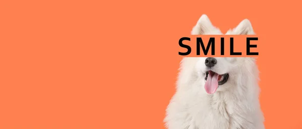 Bonito Samoyed Cão Palavra Smile Fundo Laranja Com Espaço Para — Fotografia de Stock