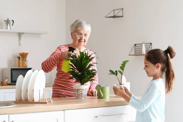 Senior Woman Her Little Granddaughter Spraying Water Houseplant Kitchen — Stock Photo, Image