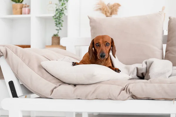 Cão Dachshund Bonito Com Travesseiro Xadrez Deitado Sofá Sala Estar — Fotografia de Stock