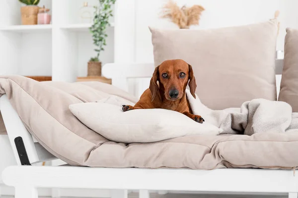 Lindo Perro Salchicha Con Almohada Cuadros Acostado Sofá Sala Estar — Foto de Stock