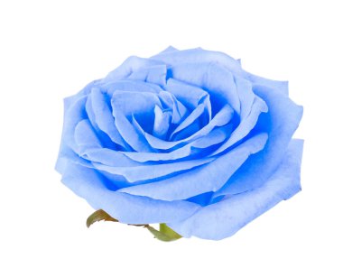 Beyaz arkaplanda güzel mavi bir gül