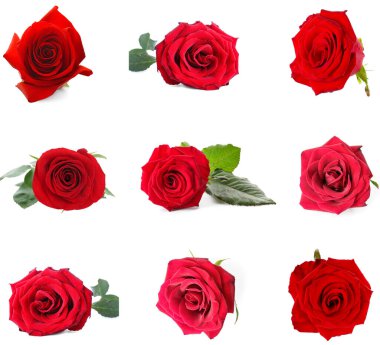 Beyaz üzerine izole bir sürü kırmızı gül.