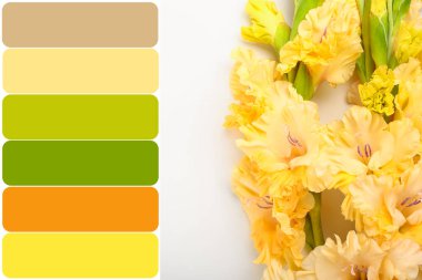 Beyaz arka planda narin gladiolus çiçekleri. Farklı renk desenleri