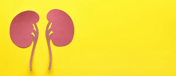 Paper Kidneys Yellow Background Space Text — Stock Photo, Image