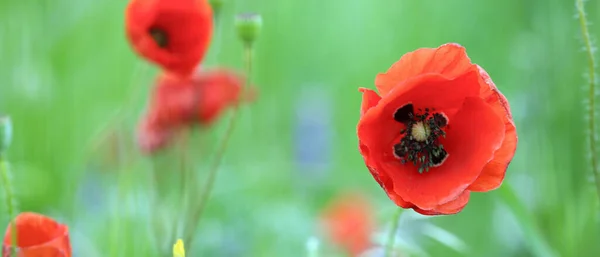 Beautiful Red Poppy Flowers Field Closeup — Stock Photo, Image