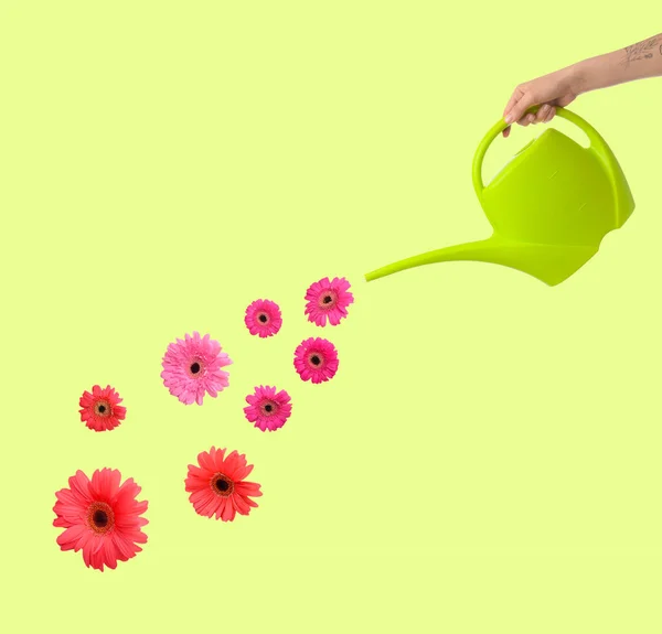 Hand Watering Can Beautiful Gerbera Flowers Color Background — Stock Photo, Image