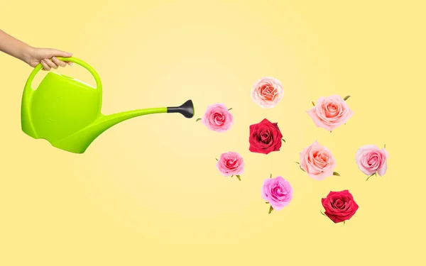 Hand Mit Gießkanne Und Schönen Rosenblüten Auf Gelbem Hintergrund — Stockfoto