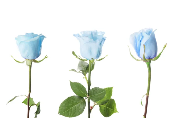 Piękne Niebieskie Róże Białym Tle — Zdjęcie stockowe