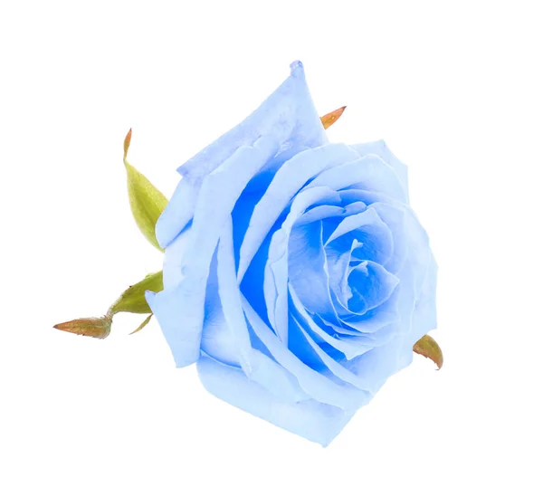 白色背景上美丽的蓝色玫瑰 — 图库照片
