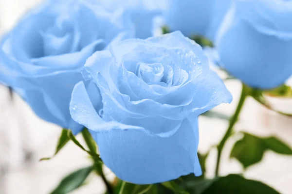 Bouquet Belle Rose Blu Primo Piano — Foto Stock