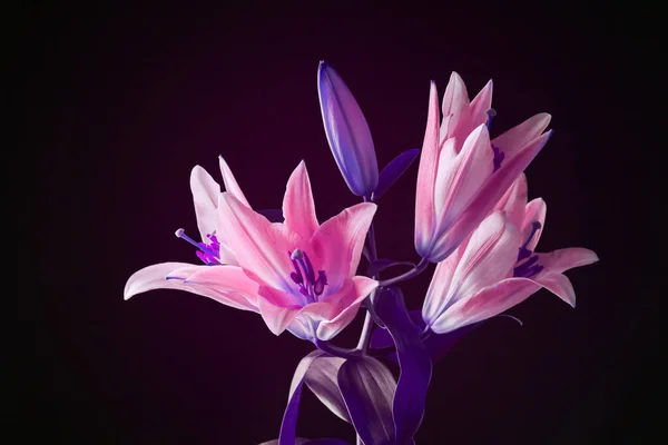 深色背景下的一束美丽的百合花 — 图库照片