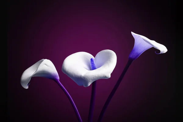Beautiful Calla Lilies Dark Background — Stock Photo, Image