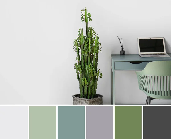 ノートパソコンと光の壁の近くに大きな植物と現代の職場 異なる色パターン — ストック写真