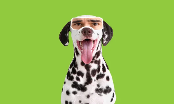 緑の背景に人間の目を持つかわいいダルマチアの犬 — ストック写真