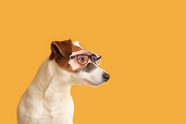 Söt Jack Russell Terrier Med Mänskliga Ögon Orange Bakgrund — Stockfoto