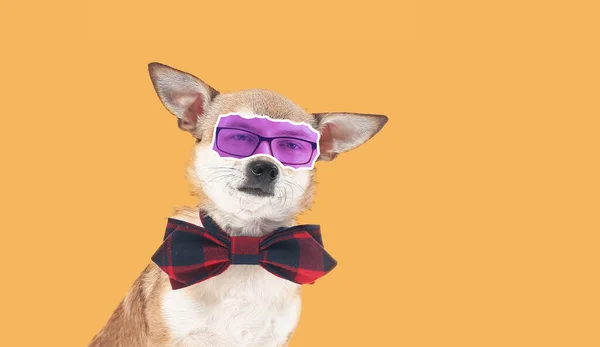 Cute Pies Chihuahua Ludzkich Oczu Beżowym Tle — Zdjęcie stockowe
