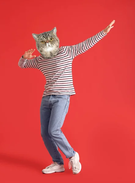 Χορεύοντας Εξωτική Shorthair Γάτα Ανθρώπινο Σώμα Κόκκινο Φόντο — Φωτογραφία Αρχείου