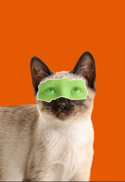 Söt Thailändsk Katt Med Mänskliga Ögon Orange Bakgrund — Stockfoto