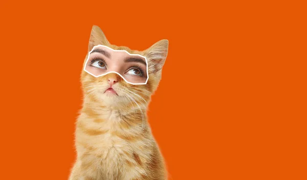 Niedliche Katze Mit Menschlichen Augen Auf Orangefarbenem Hintergrund — Stockfoto