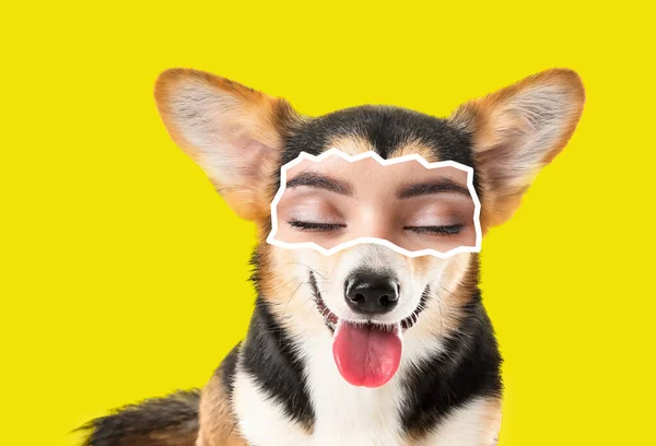 Lindo Perro Corgi Con Ojos Humanos Sobre Fondo Amarillo — Foto de Stock