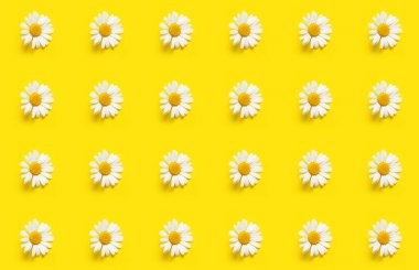 Sarı arka planda bir sürü papatya çiçeği. Tasarım için desen