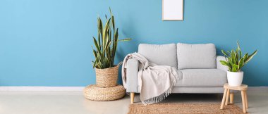 Şık bir kanepe ve mavi duvarın yanındaki bitkiler.