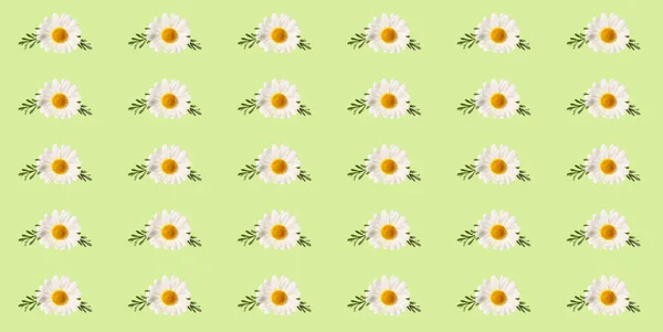 Πολλά Λουλούδια Χαμομηλιού Πράσινο Φόντο Μοτίβο Σχεδίασης — Φωτογραφία Αρχείου