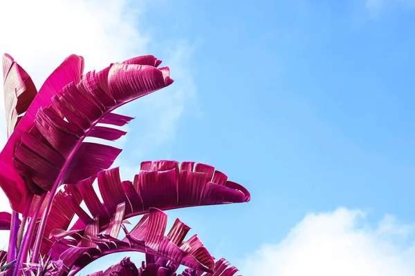 Palma Plátano Tropical Color Magenta Inusual Contra Cielo Azul — Foto de Stock