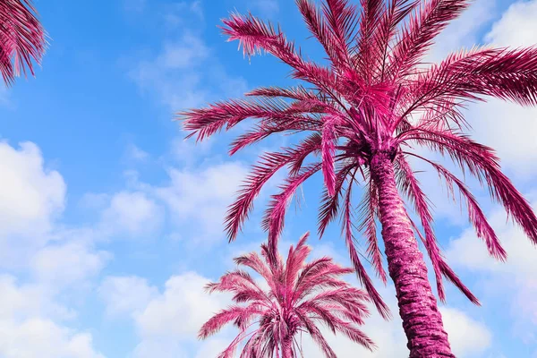 Tropische Palmen Von Ungewöhnlicher Magentafarbener Farbe Gegen Blauen Bewölkten Himmel — Stockfoto