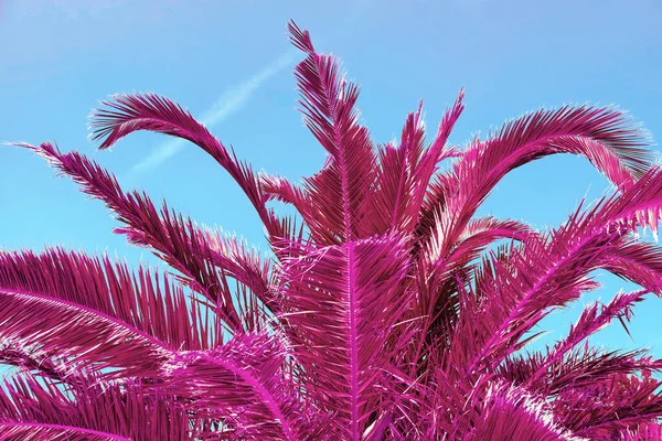 青い空に対する珍しい熱帯のヤシ — ストック写真