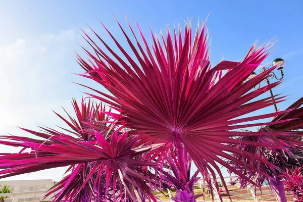 Tropische Palmen Von Ungewöhnlicher Magentafarbener Farbe Vor Blauem Himmel — Stockfoto
