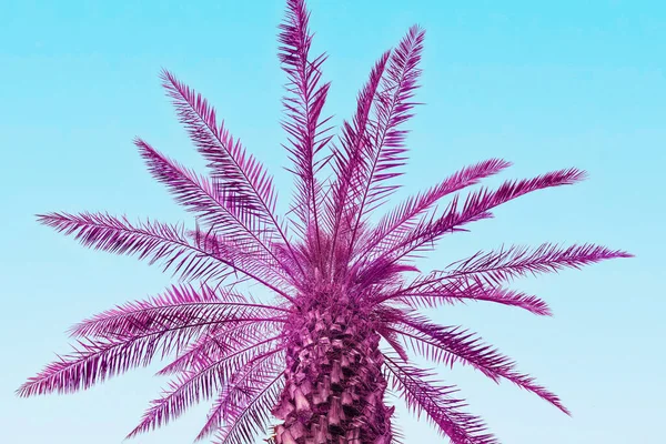 Tropisk Palm Ovanlig Magenta Färg Mot Blå Himmel — Stockfoto