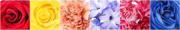 Collage Med Olika Vackra Blommor Närbild — Stockfoto