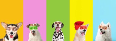 Renkli arka planda insan gözü olan bir grup şirin köpek.