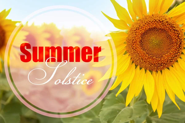 Poster Mit Wunderschönem Sonnenblumenfeld Und Text Sommer Solstice — Stockfoto