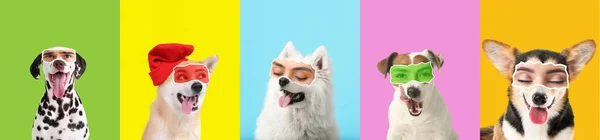 カラフルな背景に人間の目を持つかわいい犬のセット — ストック写真