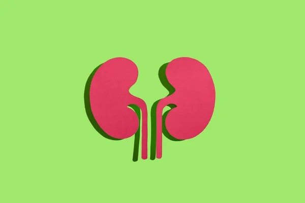 Paper Kidneys Green Background — Stock Photo, Image