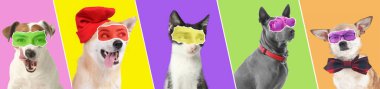 Renkli arka planda kedi ve köpeklerden oluşan bir kolaj.