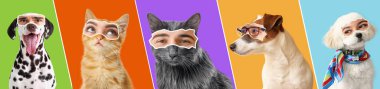 Renkli arka planda insan gözlü kedi ve köpeklerin kolajı