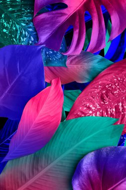 Arka plan olarak farklı renkli tropikal yapraklar, üst görünüm
