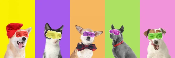Collage Van Schattige Honden Kat Met Menselijke Ogen Kleurrijke Achtergrond — Stockfoto