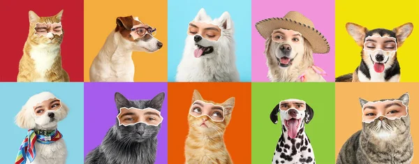 Collage Söta Hundar Och Katter Med Mänskliga Ögon Färgglada Bakgrund — Stockfoto